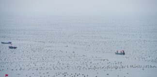 China, World’s Largest Seafood Producer, Ratifies WTO Deal on Fisheries Subsidies