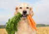 British Veterinary Association Ends Opposition to Vegan Diets for Dogs