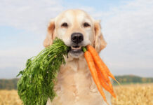British Veterinary Association Ends Opposition to Vegan Diets for Dogs