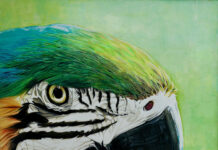 MÍRAME Fine Art: Discover Costa Rica’s Wildlife Through Oubaïda Azzouz’s Tropical Paintings