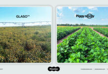 Moolec Confirms US Harvest and Promising Yields for Plant-Grown Products GLASO(TM) and Piggy Sooy(TM) in October