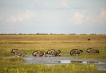 African Parks Announces $1 Billion Dollar Initiative for Africa