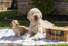 Sassy Sundae LLC Earns Prestigious BBB Accreditation