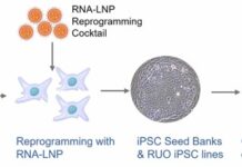 uBriGene Launches Clinical iPSC Banks to Accelerate Regenerative Medicine and Cell Therapy Development