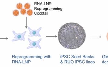 uBriGene Launches Clinical iPSC Banks to Accelerate Regenerative Medicine and Cell Therapy Development