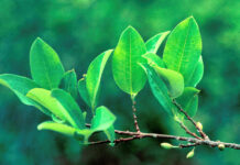 Coca Access and Benefit Sharing Agreement Authorized by Peru’s National Institute of Agrarian Innovation (INIA) Supports Research Efforts of Jaguar Health and Filament Health Joint Venture, Magdalena Biosciences, into Potential Mental Health and CNS Indications of Coca