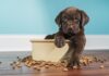 Plant-Powered Pups: New Study Shows Dramatic Environmental Gains From Plant-Based Dog Food in the UK