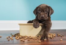 Plant-Powered Pups: New Study Shows Dramatic Environmental Gains From Plant-Based Dog Food in the UK