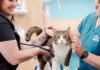 AcutePet Urgent Care Arrives in Solon, Deepening Its Commitment to Caring for Ohio’s Pets and Families