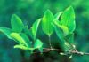Magdalena Biosciences, a Joint Venture Between Jaguar Health and Filament Health, Announces Positive Results of Preclinical Study of Coca for Weight Gain Prevention