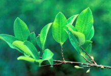 Magdalena Biosciences, a Joint Venture Between Jaguar Health and Filament Health, Announces Positive Results of Preclinical Study of Coca for Weight Gain Prevention