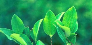 Magdalena Biosciences, a Joint Venture Between Jaguar Health and Filament Health, Announces Positive Results of Preclinical Study of Coca for Weight Gain Prevention